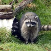 Wildlife removal work