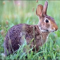 Wildlife trapping service