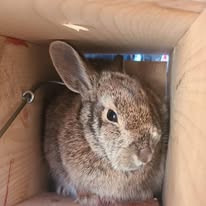 Animal removal in Southern NH