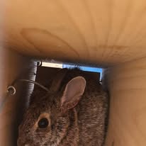 Wildlife control work