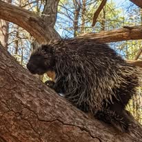 Humane wildlife removal