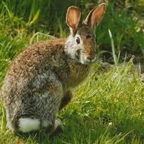 Nuisance wildlife service