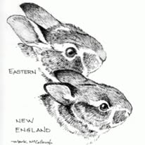 Wildlife trapping NH