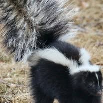 Animal control Auburn NH