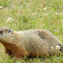 Humane trapping services