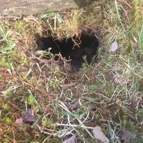 Wildlife control Southern NH