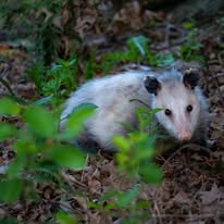 Property wildlife protection