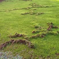 Wildlife exclusion services