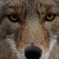 Nuisance wildlife control