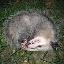Animal trapping service