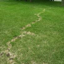 Wildlife removal Auburn NH