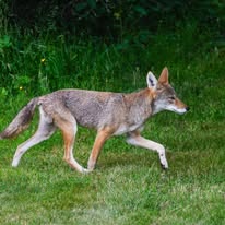 Professional wildlife services