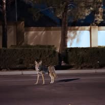 Wildlife damage prevention
