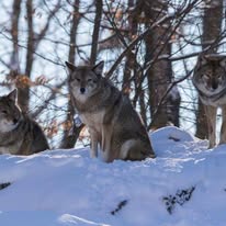 Animal removal New Hampshire