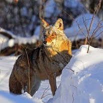 Wildlife services Southern NH