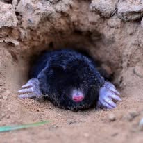 Nuisance wildlife removal